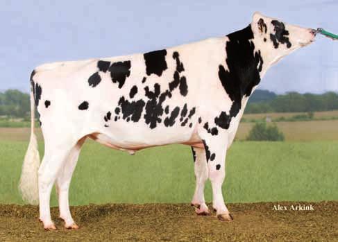 In total, 8 sires were represented by daughter groups: the all-rounders Terbium, Labiate and Sesterz, the conformation specialists Brigade and Zabing RC as well as the Red Holstein sires Faromir and