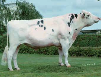 His daughters filled the top places in the Red Holstein classes over and over again. A group of the newcomer Selayo, co-tested in Canada, was shown once again.
