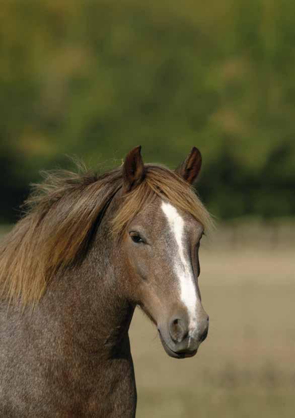 HORSE 21 Euthanasia The charity dedicated to