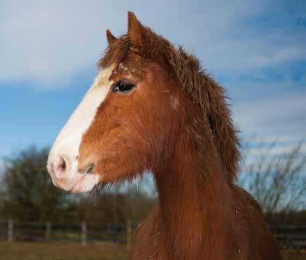 to whether they would like to be with the horse when it is dispatched. If the owner feels they may be nervous or anxious, this may affect the horse s behaviour.