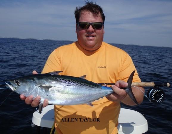 Fishing Report. Captain Baz Yelverton Okay, boys and girls, it's the season we've all been waiting for. Seems like all of a sudden everything's turning on at once. False albacore.