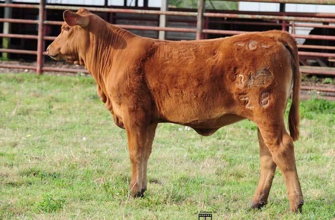 The 237P (ET) cow brought Sureway s Red Jack marbling and natural muscling to our herd.