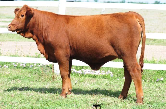 CHIEF CARDINAL 847/G MS GM ELISA 7/L D. C. PRODUCER 5/3 MISS DOGWOOD CREEK 35/0 DC PRODUCER 66/8 MS DOGWOOD CREEK 61/8 3 Serious Cattle Exhibitors and Purebred Breeders Alike Take Note: From Bar C Bar Cattle Co.