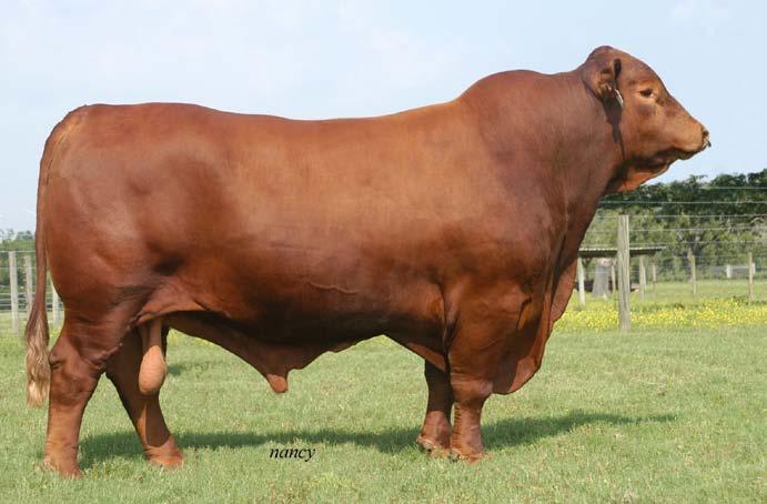 6 Good Shepard Cattle Co. is proud introduce the first of their three Divas in Red offerings. 68/Z is a functional, broody young female whose pedigree includes Home Run, Payload and Promise 37/K.