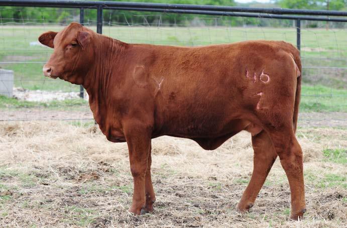 These young heifers offer a world of potential waiting to be developed and utilized.