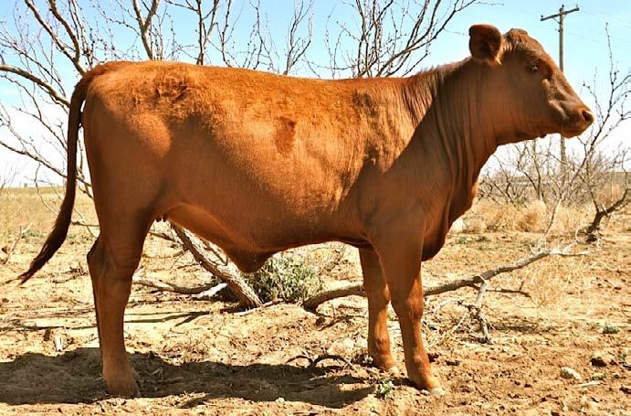 However, those who look deeper will recognize that CX Promise 37/K, a sire of tremendous females, is found on both the top and bottom sides of this pedigree.