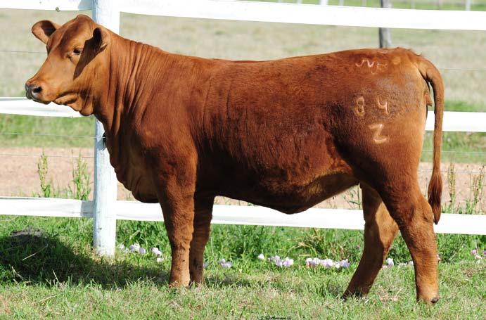 10 From the very top of the MBJ Ranch program, 84Z has been reserved for an opportunity such as the Divas in Red.