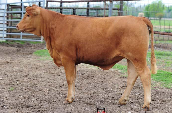 Red Brick 74R2, was the Houston International Red Brangus Champion. His sire, M&M Prototype 2400, needs no introduction as the sire of the highest quality Red Brangus and numerous champions.