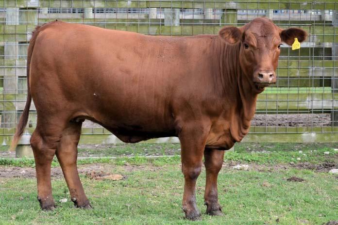 BBR Redstar 41Z is a superior individual that descends from a long line of outstanding females sired by the Burning B Ranch champion senior herd sire, CX Legend 46PZ.
