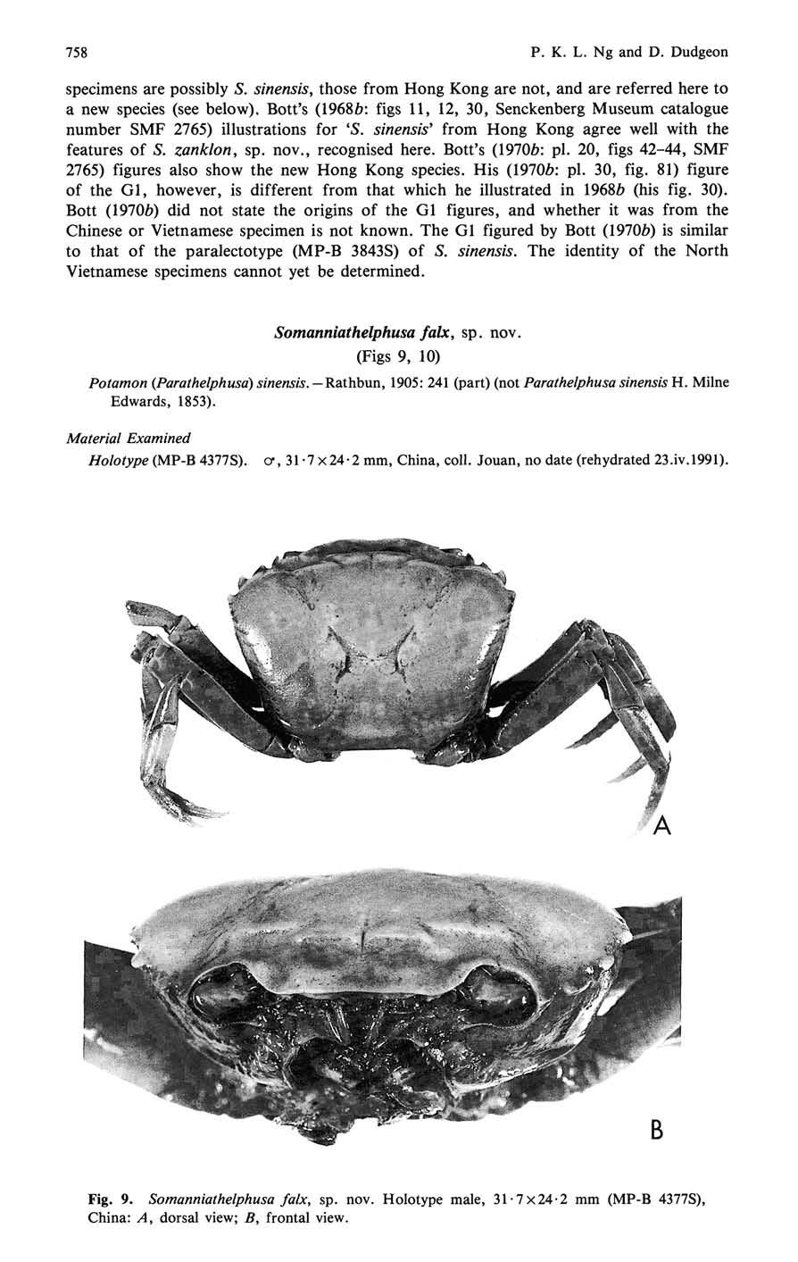 758 P. K. L. Ng and D. Dudgeon specimens are possibly S. sinensis, those from Hong Kong are not, and are referred here to a new species (see below). Bott's (1968Z?