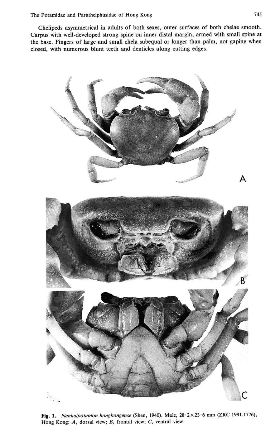 The Potamidae and Parathelphusidae of Hong Kong 745 Chelipeds asymmetrical in adults of both sexes, outer surfaces of both chelae smooth.