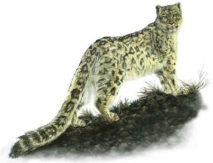 MAMMALS OF LADAKH 1) Common name: Snow leopard Scientific name: Uncia uncia Local name: Shan Breeding