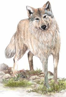 5) Common name: Tibetan wolf Scientific name: Canis lupus Chanku Local name: Shangku