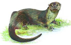 9)Common name: Eurasian otter Scientific name: Lutra lutra Local name: Chusram Breeding season: