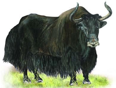 14)Common name: Wild yak Scientific name: Bos mutus Local name: Dong Breeding season: September-November