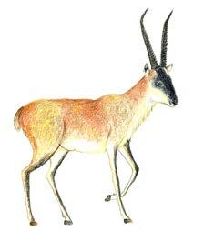 19) Common name: Tibetan antelope Scientific name: Pantholops hodgsoni Local name: Tsos Breeding