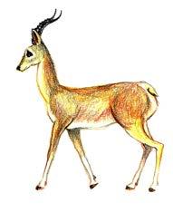 20) Common name: Tibetan gazelle Scientific name: Procapra picticaudata Local name: Gowa Breeding