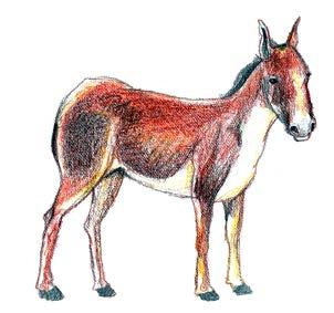 encounter: not recorded after 1960 22) Common name: Tibetan wild ass Scientific name: Equus kiang