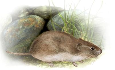 26) Common name: Royle s mountain vole Scientific name: Alticola roylei Areas of encounter: