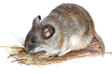 27)Common name: Silvery mountain vole Scientific name: Alticola argentatus Family: Rodents