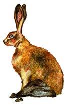 28) Common name: Tibetan wooly hare Scientific name: Lepus oiostolus Local name: Ribong