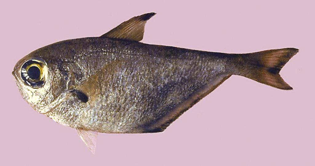 with a broad blackish posterior margin, the upper and lower margins usually blackish; dorsal fin with a large apical black spot, often with a blackish anterior margin, sometimes dark on posterior