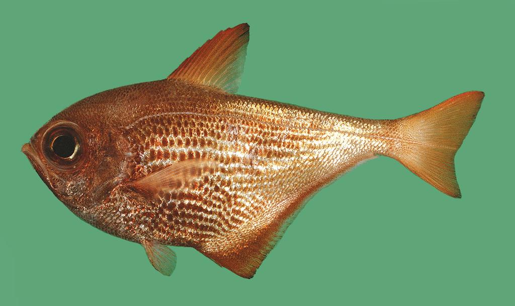 Figure 7. Pempheris malabarica, BPBM 27667, 113 mm SL, Kovalam, Kerala, India (J.E. Randall). Diagnosis.