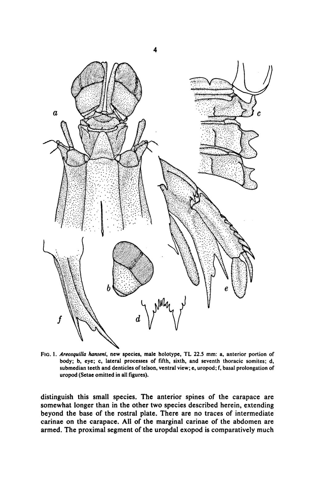 4 Fig. 1. Areosquilla hanseni, new species, male holotype, TL 22.