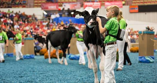 dairy cattle awards International Jr. Holstein Show Premiums Sponsorship - $6,400 Every cent goes directly to the junior exhibitors $400 per class.