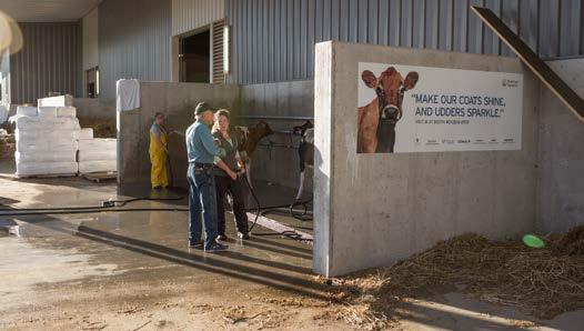 dairy cattle exposure Pavilion Animal Search & Information Kiosk Cost: $2,500 each Lend a guiding hand to our attendees as they make their way through the New Holland Pavilions in search of their