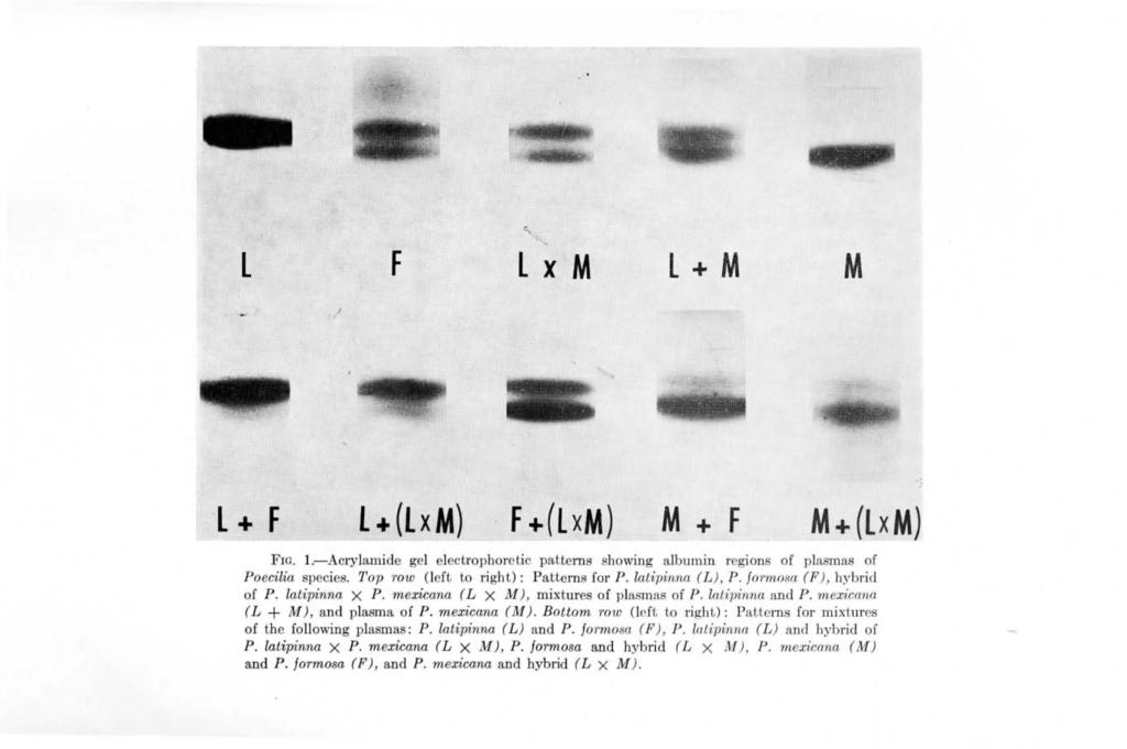 fe. 11.'1 0., L F L x M L + M M L + F l+(lxm) F+(LxM) M + F M+(LxM) Fro. l.-acrylamide gel electrophoretic patterns showing albumin regions of plasmas of Po ecilia species.