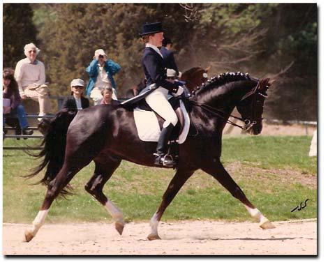 Big Bend Doc Davis and Mona Sansoucy-Gaudet competed in a time when the dressage world did not look so kindly on the non-traditional breeds such as Morgans but Mona and Davey excelled in the sport