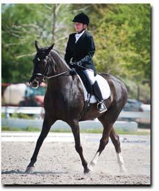 He still, at age seven, measures a pony and is two-time National Dressage Pony Morgan Champion. In 2011, we were Adult Amateur Recognized Show Champions for MODA (Mid Ohio Dressage Association).