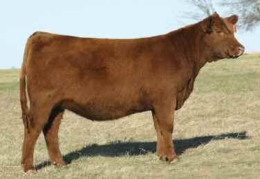 A-1 Rachel 3073 Lot 9 Rachel is one of top heifer calves in our 2013 calf crop. Muscle shape, style, depth of body, sound structure and great feet are what makes her a great prospect.