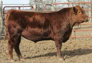 TYM Missing Logic 3305 Lot 16 He is a stout made, soft middled, good footed, growthy bull. 3305 is a structurally correct, long sided, sound tracking bull that is easy to handle.