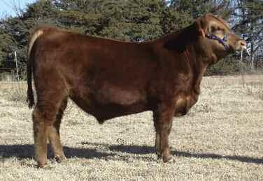 3305's dam is a very moderate framed, big ribbed, easy fleshing female from the "Missy" line. Lot 16 16 Bull BW 108 lbs. BR 104 WW 781 lbs. WR 100 Consigned by: Montgomery Cattle Co.
