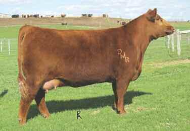 Red YY Patty 701T Flush sells as Lot 18 Selling a future flush on this superior producing, outcross donor.