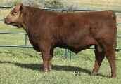 00 Red Brylor Fayette 40Y Flush Sells as Lot Future flush opportunity on 40Y, dam of Red Kodiak 3A!