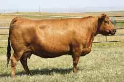 Her first son sold for $9,750 to Brownlee Red Angus. The grand dam could be Canada s most decorated cow ever! She won the Agribition Supreme Show and is dam to Thump 2T as well!