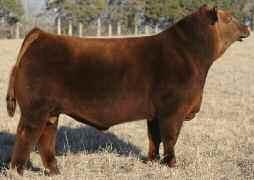 Combine the cow power, EPD's, and phenotype in this mating and you could step into the forefront of the Red Angus breed.
