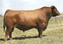 33 A, B, C Semen [AMF,MAF,OSF] BW 103 lbs. BR 100 WW 809 lbs. WR 100 Consigned by: On the Mark Cattle Co.