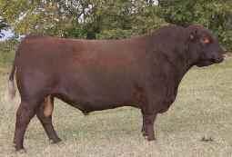 36 20 Straws of Semen Consigned by: Wildcat Creek, Lazy MC Angus, Triple S Red Angus & A1 Land & Cattle RED SSS SOLDIER 365W CAN # Calved Tattoo Category 1533473 2/13/09 365W SBB RED SVR KNIGHT 73P