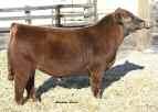 M 5 Red Northline Chuck Norris 305X 1437224 Northline Angus N 5 Red Blairs Cash 29Z 1548678 Red Cow