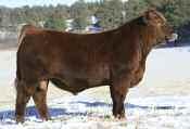 Our Red Angus herd is one the core seedstock herds