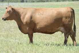 6 Choice of Cow Herd Consigned by: Silver Spur Ranch