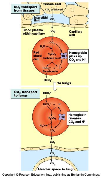 hemoglobin vs. mother s hemoglobin "!Blood also carries CO 2. "!Some CO 2 dissolved in plasma.