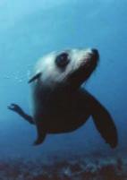 6% of body volume for all mammals -- including marine mammals. Dives avg.