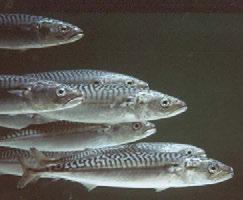 Gill area vs. body size Faster fish have bigger gills.