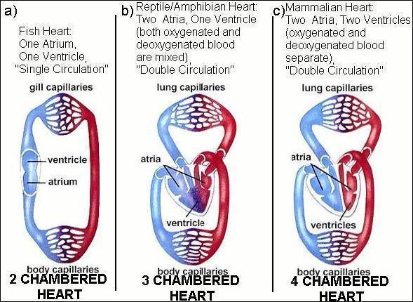 Functions of Circulatory System 5. Maintenance of homeostasis: Body temperature Regulation: adjustments in blood flow ph Maintenance via buffers contained in blood 6.
