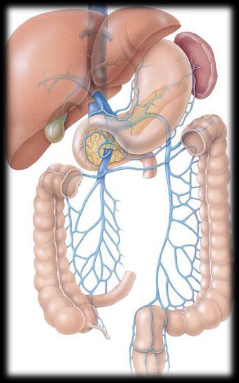 Vert Anatomy II: Circulatory Liver Caudal vena cava Hepatic